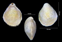 Terebratula ampulla